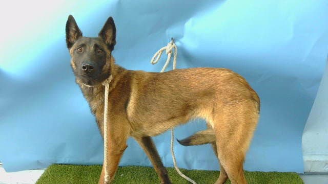 Unknown - Belgian Shepherd Malinois