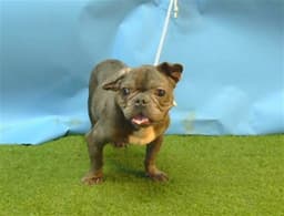 Otis image 1
