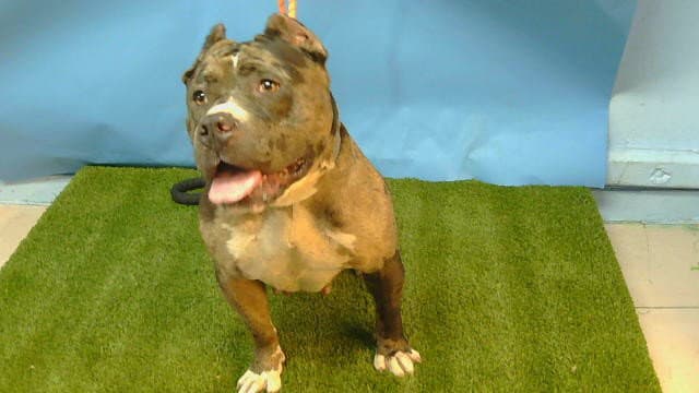 Jade - Staffordshire Bull Terrier