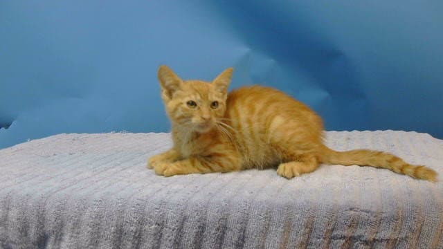 Unknown - Domestic Short Hair