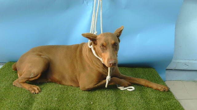Unknown - Doberman Pinscher