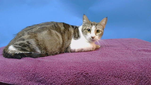 Unknown - Domestic Short Hair