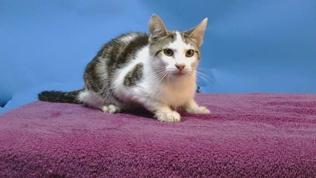 Unknown - Domestic Short Hair