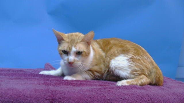 Unknown - Domestic Short Hair