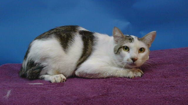Unknown - Domestic Short Hair