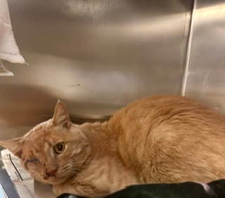 Ivan - Domestic Short Hair