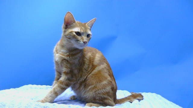 Olivia - Domestic Short Hair