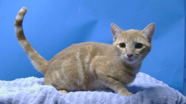 Olaf - Domestic Short Hair