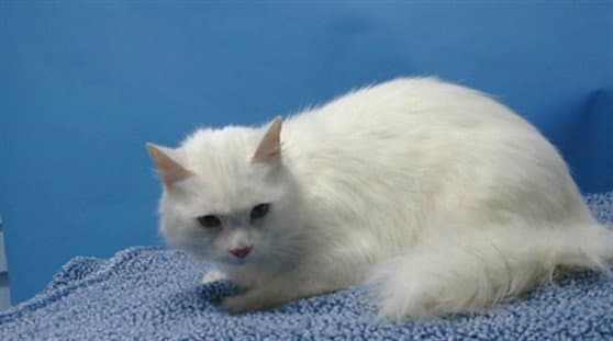Luna - Domestic Medium Hair