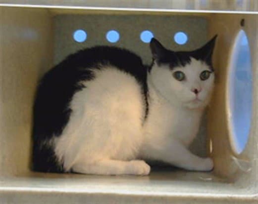 Sweetie - Domestic Short Hair