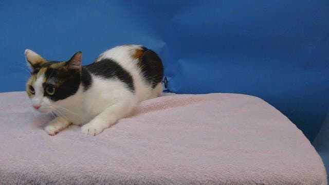Kali - Domestic Short Hair