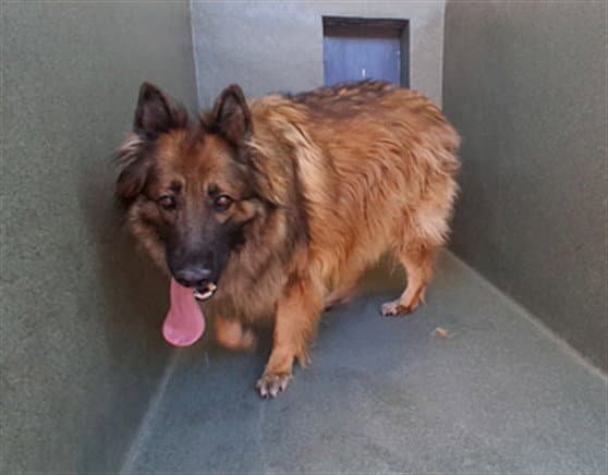 Pike - German Shepherd Dog