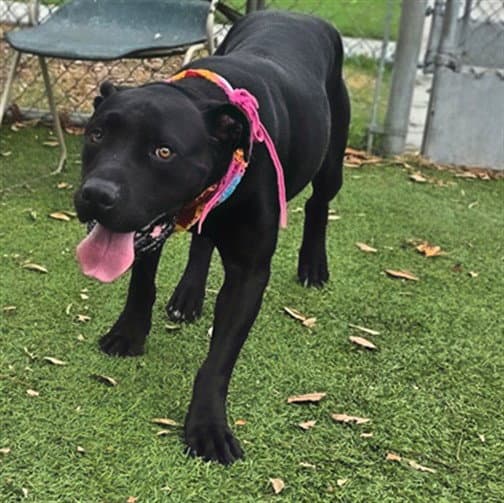 Grace - Pit Bull Terrier