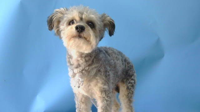 Nina - Miniature Schnauzer