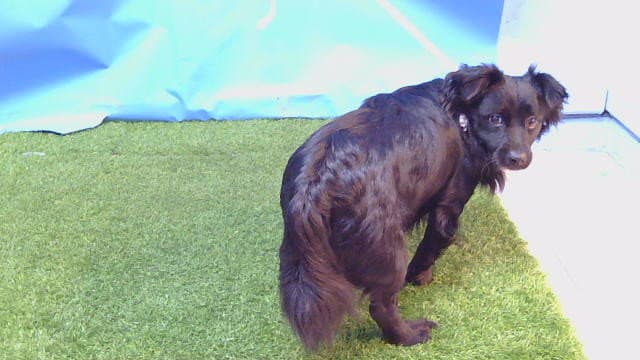 Scooby - Chihuahua