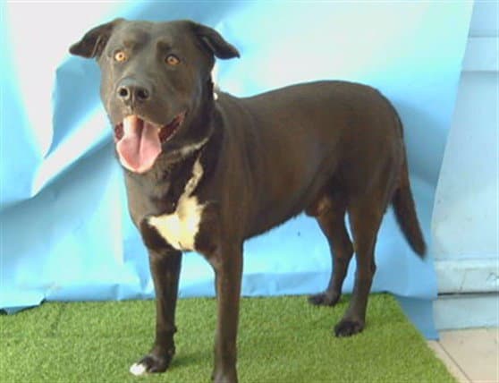 Bruno - Labrador Retriever
