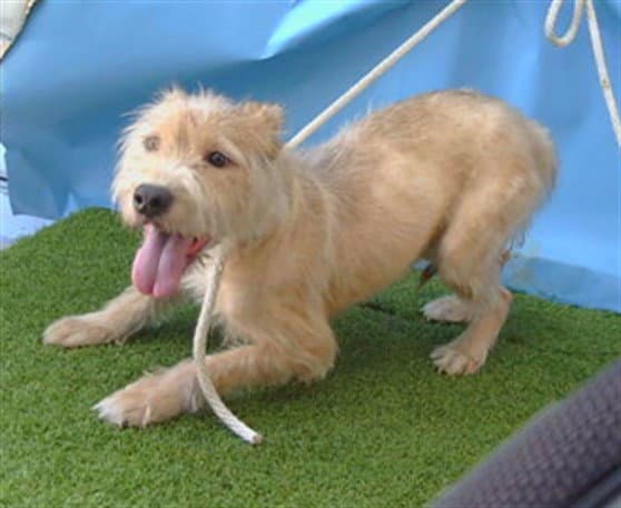 Brownie - Terrier