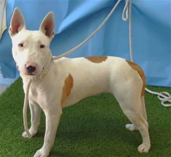 Nova - Bull Terrier