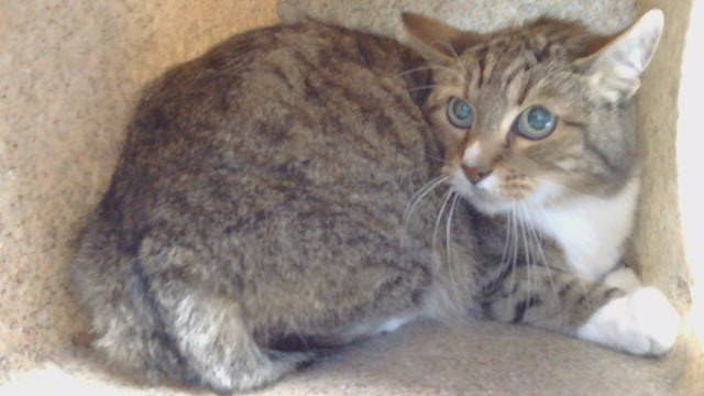 Stanley - Domestic Short Hair