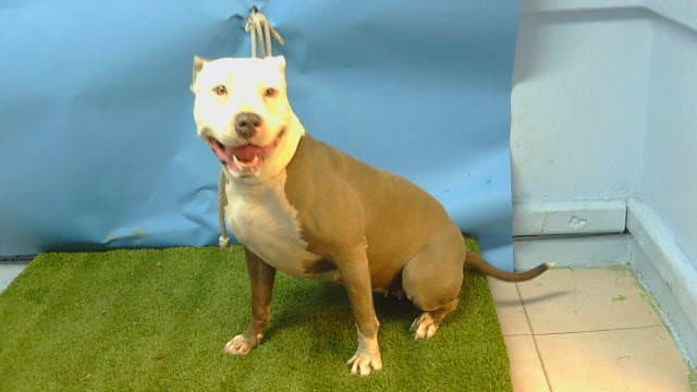 Ivy - American Pit Bull Terrier