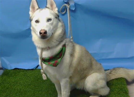 Ray - Siberian Husky