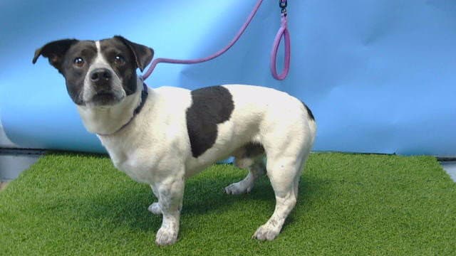 Toro - Terrier