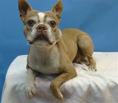 Bosco - Boston Terrier
