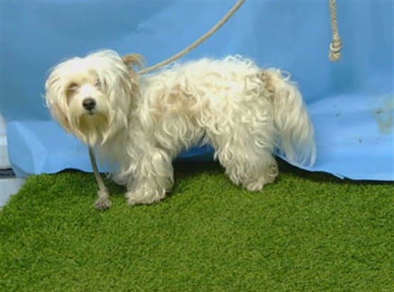 Sky - Terrier