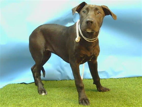Bailey - Labrador Retriever
