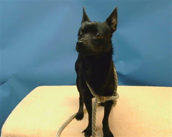Spencer - Chihuahua
