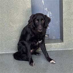 Daisy image 1