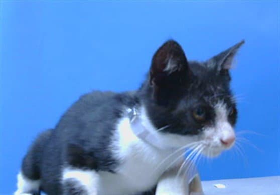 Unknown - Domestic Short Hair