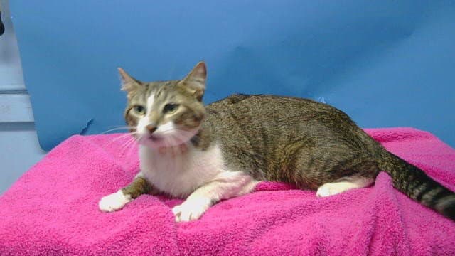 Sparky - Domestic Short Hair