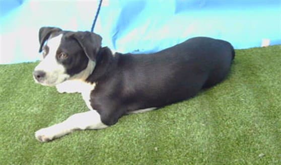 Unknown - Pit Bull Terrier