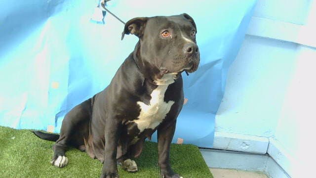 Aubrey - Pit Bull Terrier