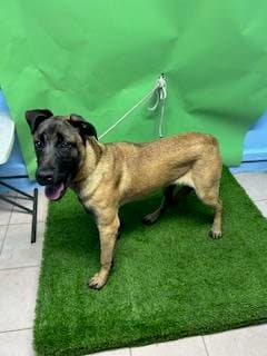Bruce - Belgian Shepherd Malinois