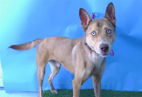 Max - German Shepherd Dog