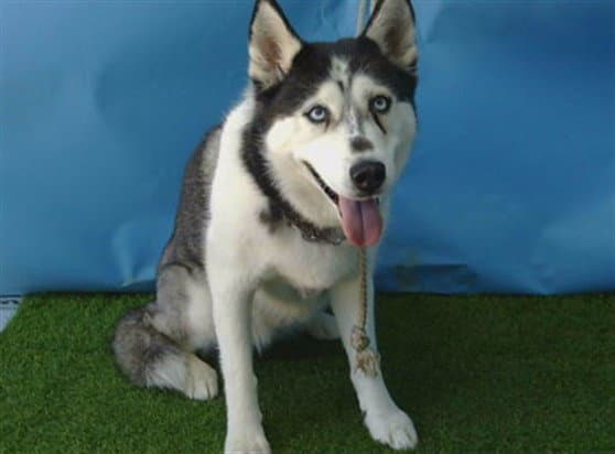 Unknown - Siberian Husky