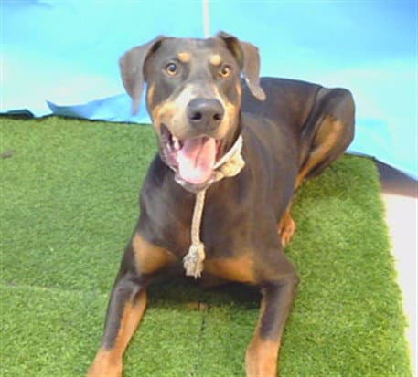 Unknown - Doberman Pinscher