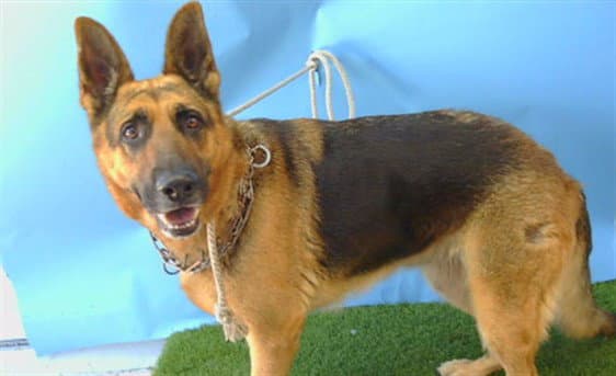 Sheba - German Shepherd Dog