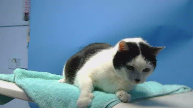 Gizmo - Domestic Short Hair