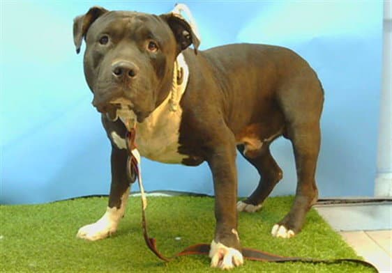 Buccaneer - Pit Bull Terrier