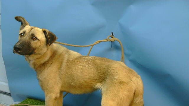 Andre - German Shepherd Dog