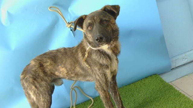 Roscoe - German Shepherd Dog