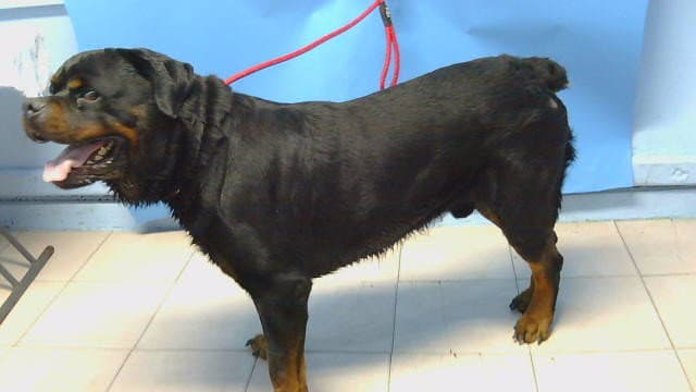 Roy - Rottweiler