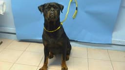 Roxy image 1