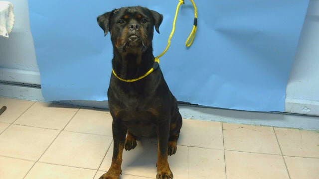 Roxy - Rottweiler