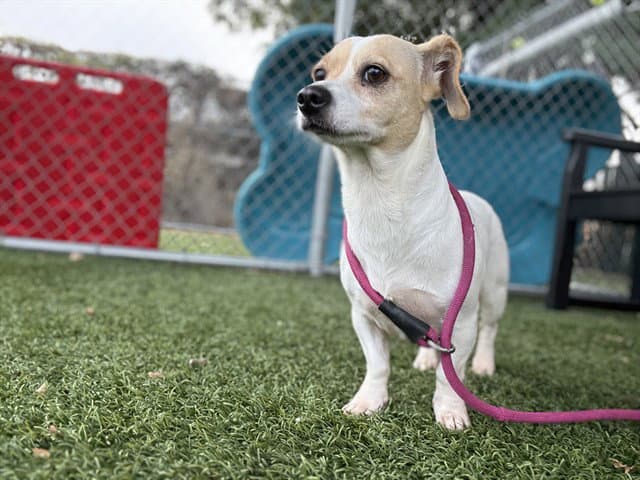 Nyla - Jack Russell Terrier (Parson Russell Terrier)