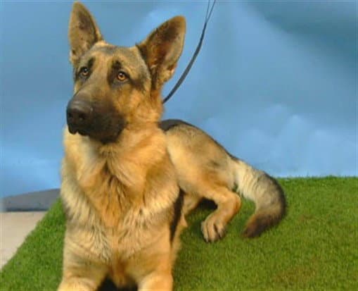 Unknown - German Shepherd Dog
