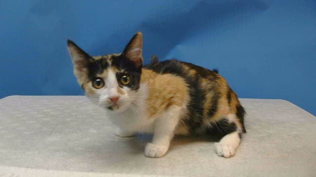 Unknown - Domestic Short Hair